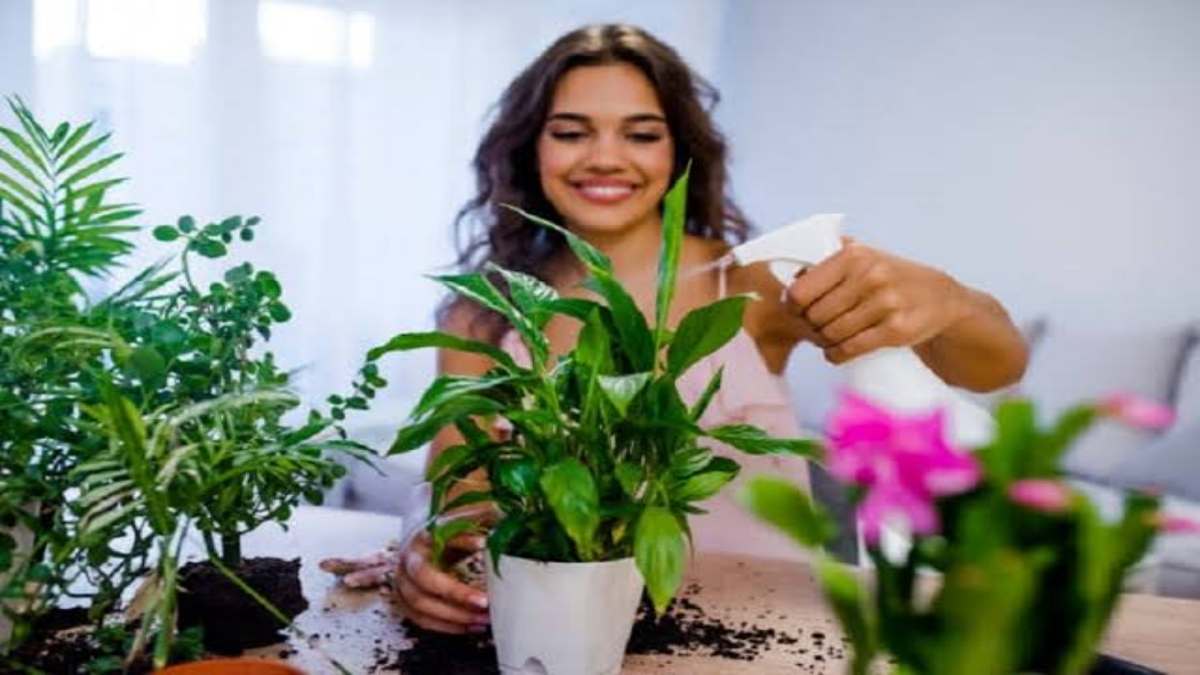 Mansoon Plants Care Tips : मानसून में इस तरह रखें अपने पौधों का ख्याल, ज्यादा बारिश में नहीं लगे कीड़ें और न ही गले पत्तियां …