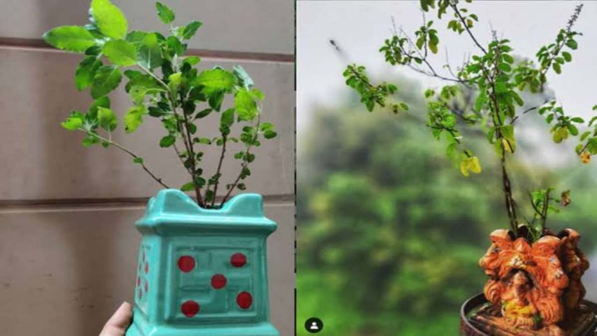 आप भी किसी को gift करने वाले हैं तुलसी का पौधा? तो यहां जाने तुलसी के पौधा उपहार में देने के वास्तु नियम …
