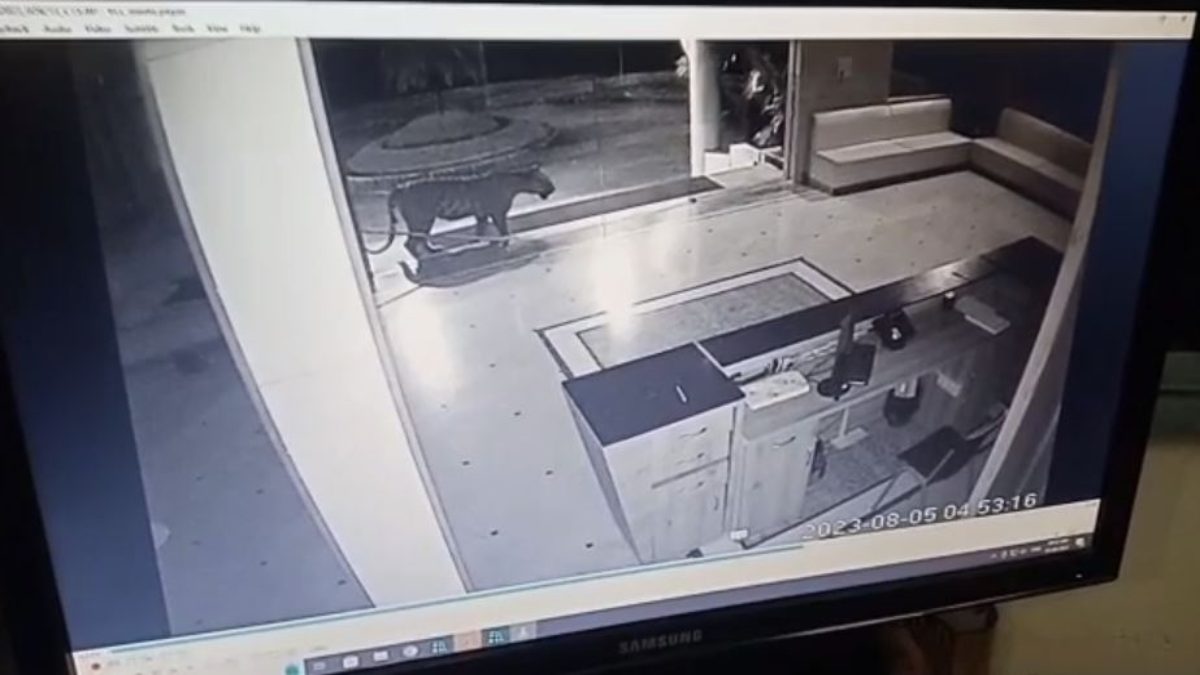 भोपाल के यूनिवर्सिटी कैंपस में फिर टाइगर का मूवमेंटः दहशत से स्टाफ ने तीसरी मंजिल पर जाकर बचाई जान, बारिश के कारण नहीं मिले फुटप्रिंट