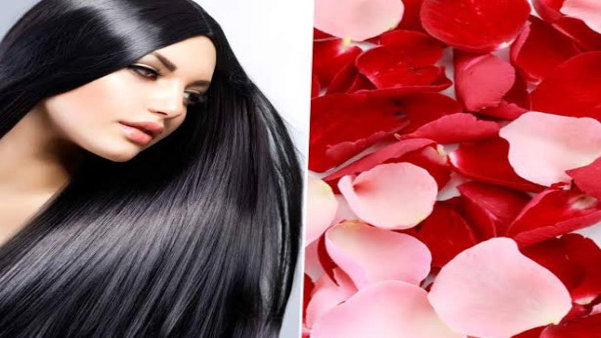 Hair Care Tips : बालों के लिए बेहद फायदेमंद है गुलाब की पंखुड़ी, बालों को बनाएं मजबूत, रूसी की समस्या करे दूर …