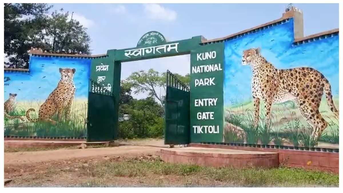 कूनो में बढ़ेगी चीतों की टेरिटरी: श्योपुर और शिवपुरी वन मंडल का हिस्सा होगा शामिल, एरिया कम होने से इलाका छोड़ रहे थे चीता