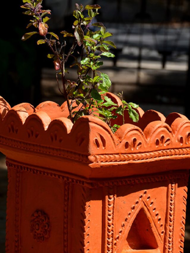Vastu Tips For Tulsi : रामा या श्यामा तुलसी, कौन सा पौधा घर में लगाना है शुभ?