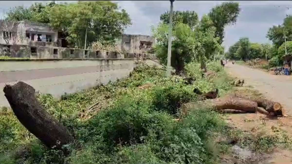 Morena News: थाना प्रभारी ने कटवा दिए कई हरे-भरे पेड़, अधिकारियों ने दिए जांच के निर्देश