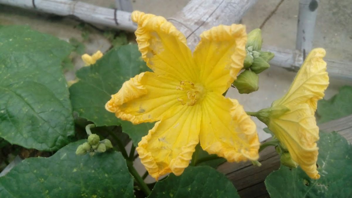 Vegetable flowers benefits : इन फूलों की खुशबू लेने से नहीं, इनके स्वाद लेने से ठीक होती है कई बीमारियां, फायदे जानकर उड़ जाएंगे होश