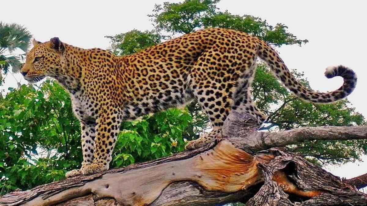 भूखे तेंदुए से दहशत में इलाका: 2 अलग-अलग इलाके में दिखे तेंदुआ, भूख में कुत्ते को बनाया शिकार, गांव में घुसने से मचा हड़कंप, देखिए VIDEO