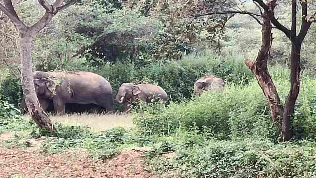 जशपुर में हाथियों का आतंक : 20 एकड़ धान और मक्के की फसल को किया बर्बाद, गांवाें में वन विभाग ने जारी किया अलर्ट