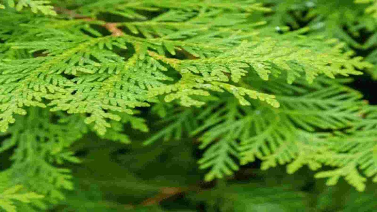 Morpankhi Plant Benefits: परिवार की आर्थिक स्थिति मजबूत करता है मोरपंखी का पौधा, जानिए इसके फायदे