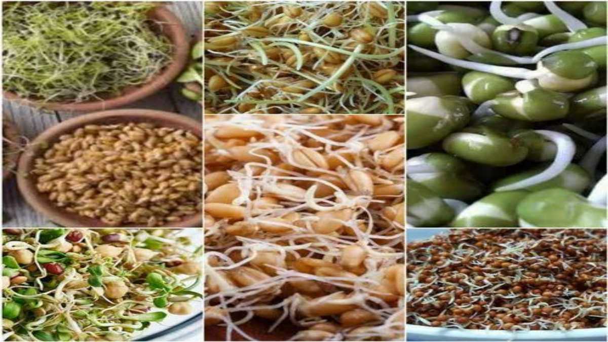 हमारी Body के लिए बहुत Healthy होते हैं स्प्राउट्स, अपनी डाइट में शामिल करें अलग-अलग तरह के Sprouts …