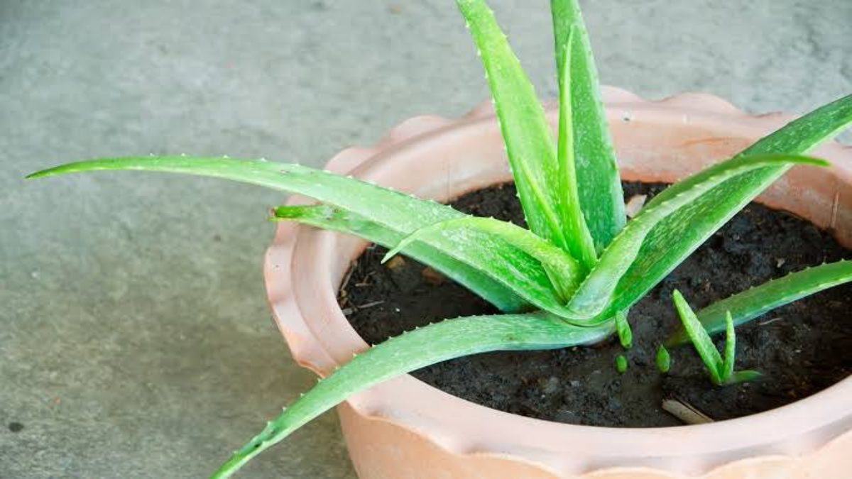 Gardening Tips : एलोवेरा के पौधे को न दें ज्यादा पानी, नहीं तो सड़ने लगती है जड़, इस तरह रखें पौधों का खयाल …
