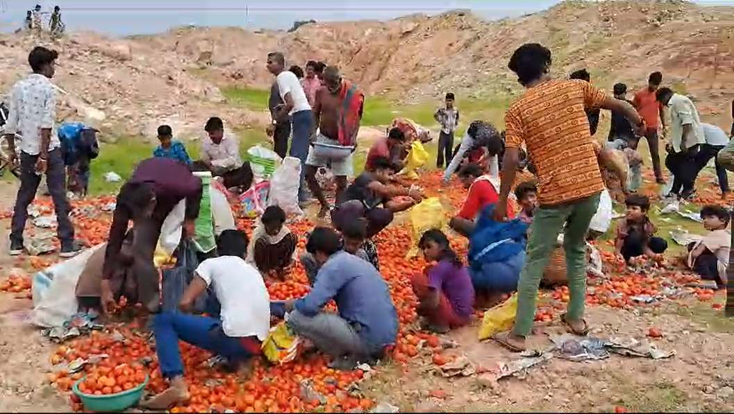 टमाटर लूटने मची होड़ Video: 4 दिन पहले चोरी हुआ था टमाटर भरा वाहन, बोरियों में भर भरकर ले गए लोग