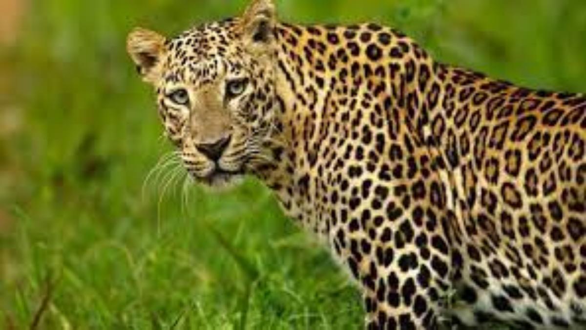 शहर में घुसा तेंदुआ: हिरण और डॉग को बनाया शिकार, क्षेत्र में दहशत, वन विभाग खंगाल रहा CCTV फुटेज