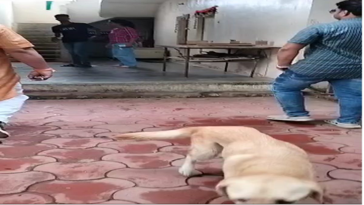 कुत्ते और बिल्ली जैसी लड़ाई: पेट लवर्स के घर पहुंचने पर हुआ जमकर विवाद, वीडियो वायरल