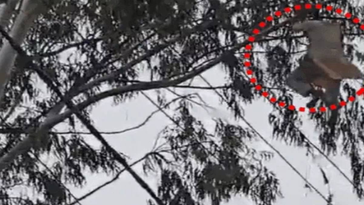 खुद को हनुमान भक्त बताकर चमत्कार दिखाने पेड़ पर चढ़ा पुजारी, 30 फीट ऊपर से गिरा, हालत गंभीर, देखिए Video