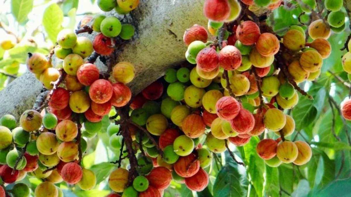 स्त्री रोग में औषधि का काम करता है गूलर का फल, शारीरिक कमजोरी भी होते हैं दूर