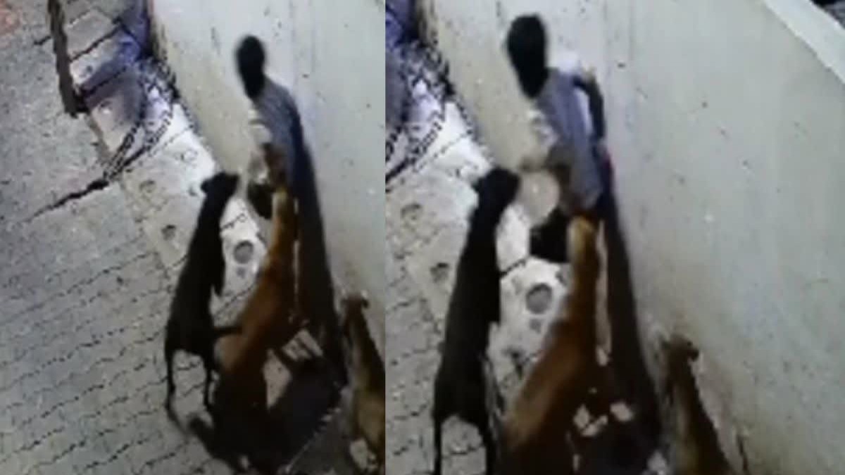 Viral Video : 5 आवारा कुत्तों ने 7 साल के बच्चे पर किया हमला, नोच डाले पूरे शरीर, मोहल्ले के लोगों ने बचाई जान