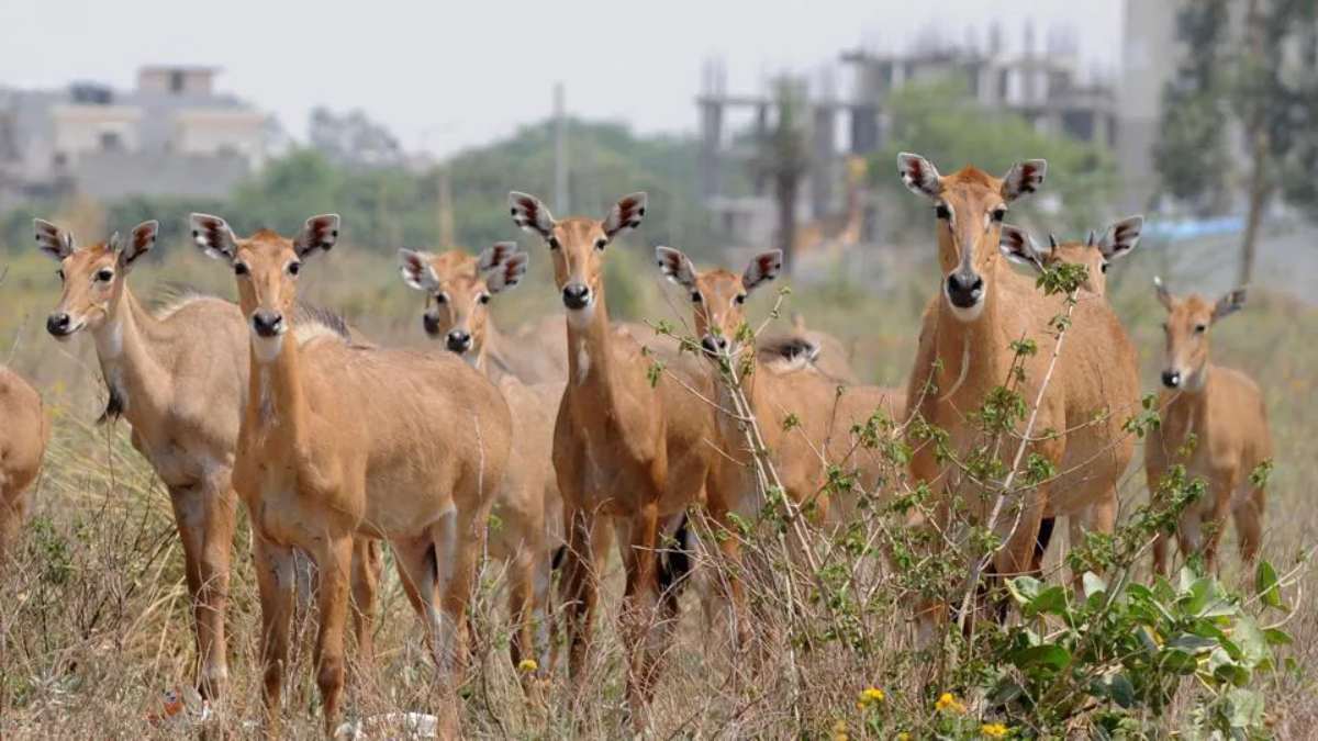 ग्वालियर एयरफोर्स पर जल्द खत्म होगी नीलगाय की समस्या: कूनो में किए जाएंगे शिफ्ट, पहले नीलगाय को मारने का भी आया था सुझाव