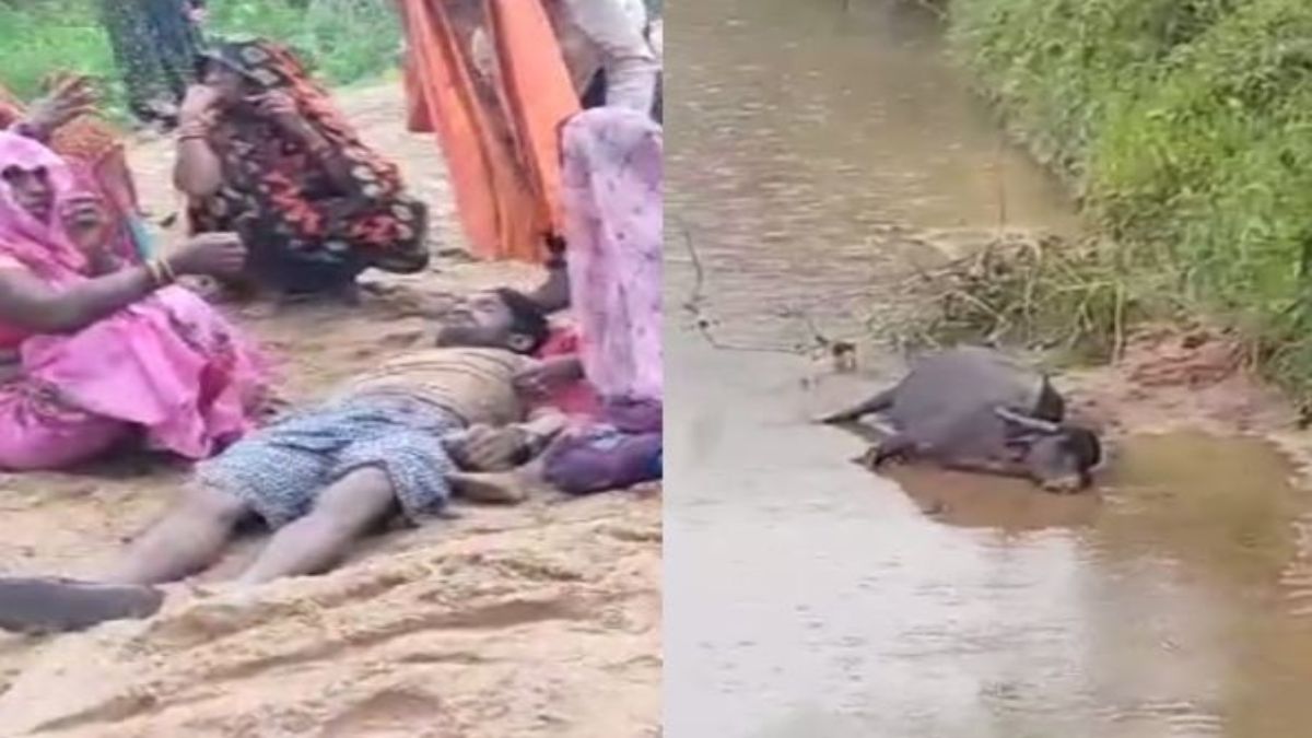 करंट लगने से युवक और भैंस की मौत: शिकारियों ने जंगली जानवरों को पकड़ने के लिए बिछाया था जाल, आरोपियों की तलाश में जुटी पुलिस