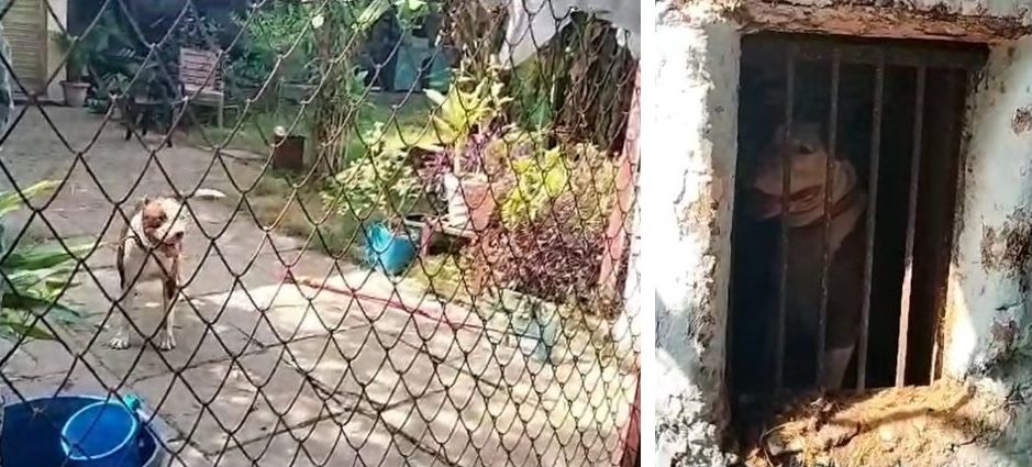 अजब-गजबः विलायती कुत्ते पिटबुल ने रोक दी न्यायालयीन कार्रवाई, बैरंग लौटा प्रशासनिक अमला, जानिए क्या है मामला