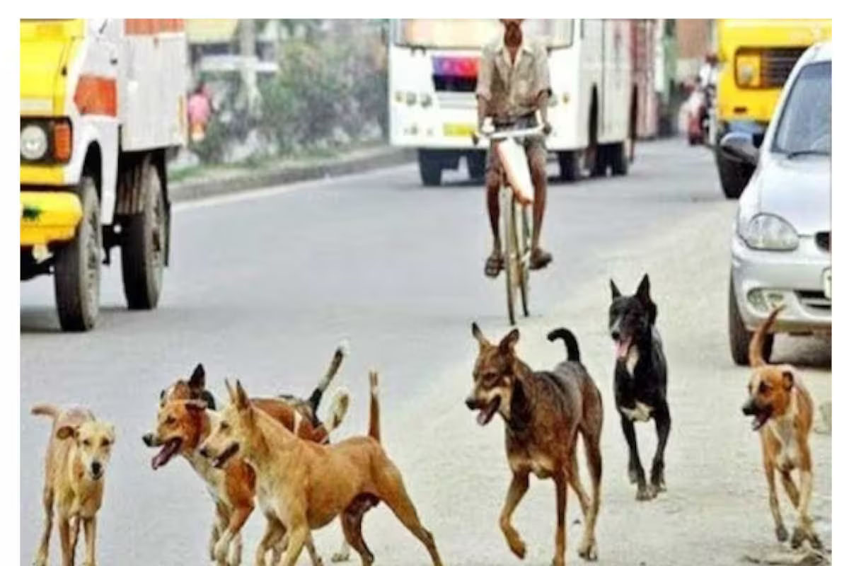 दिल्ली में होगा लावारिस कुत्तों का सर्वे