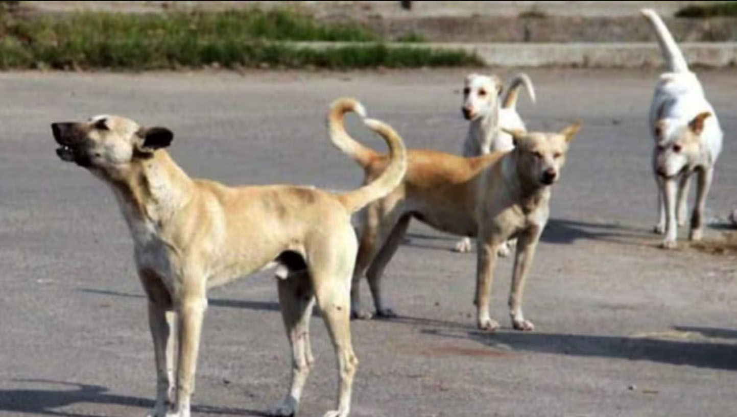 राजौरी गार्डन में कुत्ते से क्रूरता का वीडियो वायरल