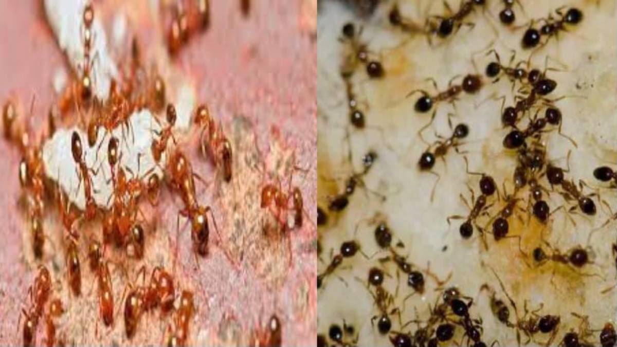 Ants : घर या ऑफिस में नजर आ रही है चीटियां, तो जानिए काली और लाल चींटी में से कौन लेकर आती है शुभ संकेत