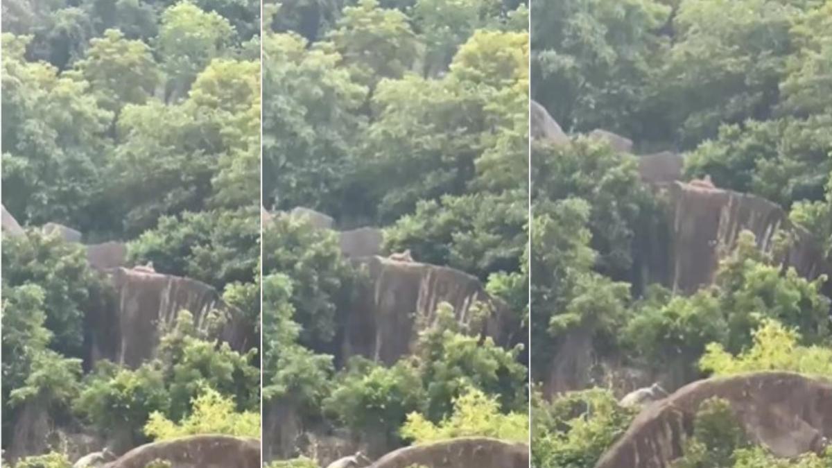 CG NEWS : शहर से लगे पहाड़ के चट्टान पर बैठा दिखा तेंदुआ, देखें वायरल VIDEO …