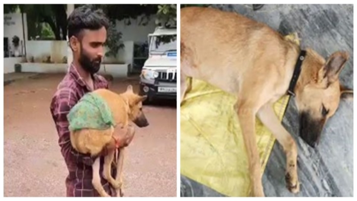 कुत्ते को मारी गोली: थाने पहुंचा मामला, सामने आई ये वजह 
