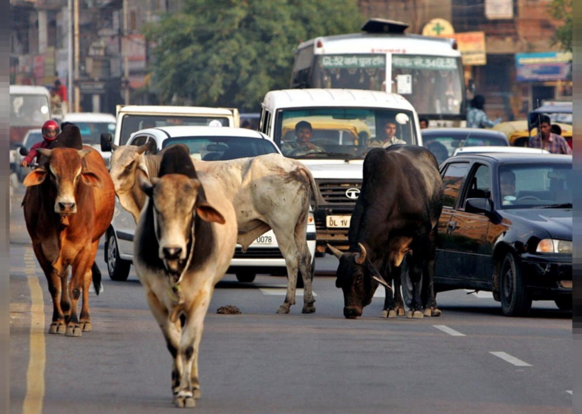 गुरुग्राम : अब सड़कों और गलियों में नहीं दिखाई देगा गोवंश