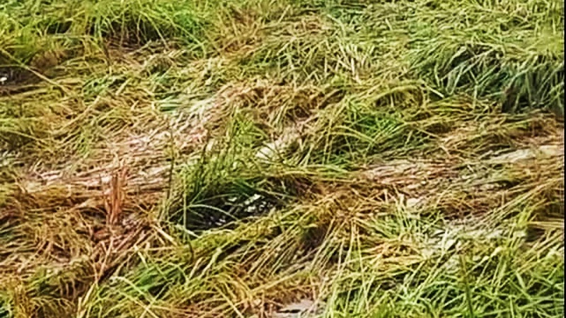 Rajasthan News: बरसात से कटाई के बाद रखी फसल खराब होने पर मिल सकेगा बीमा क्लेम, करना होगा ये काम