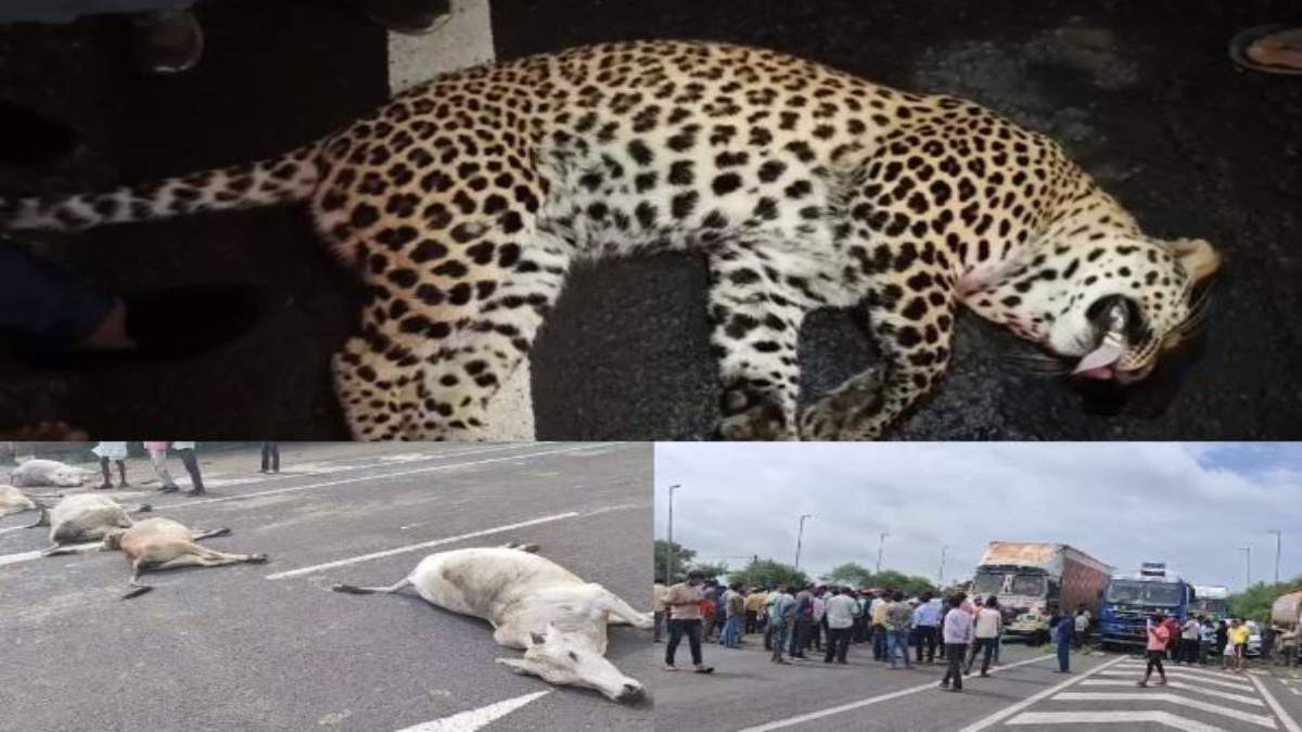 Guna News: NH पर मिला तेंदुए का शव, लोगों में दहशत, इधर देर रात ट्रक ने 7 गायों को रौंदा, मौके पर मौत, ग्रामीणों ने शव रखकर सड़क पर लगाया जाम