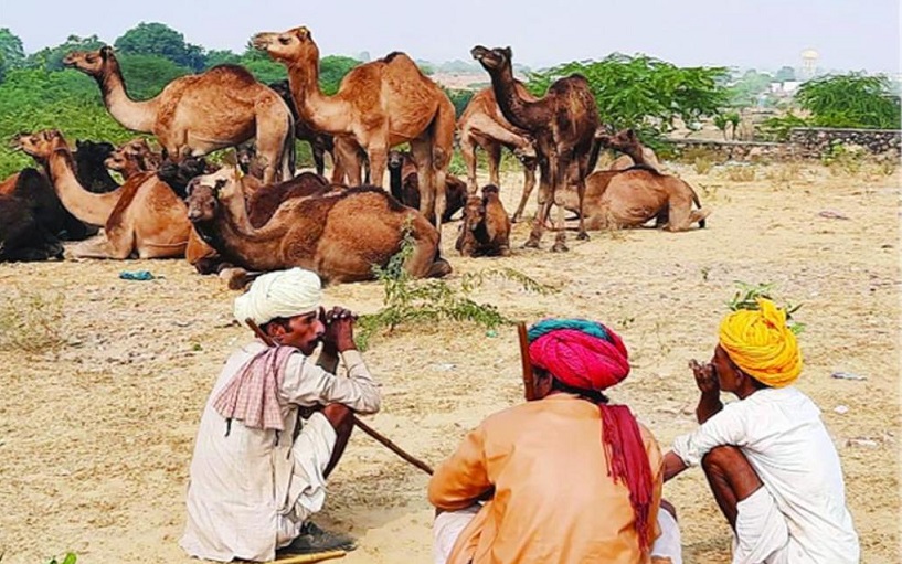 Rajasthan News: कैसे बढ़े ऊंटों की संख्या… इस पर होगा एक दिवसीय मंथन