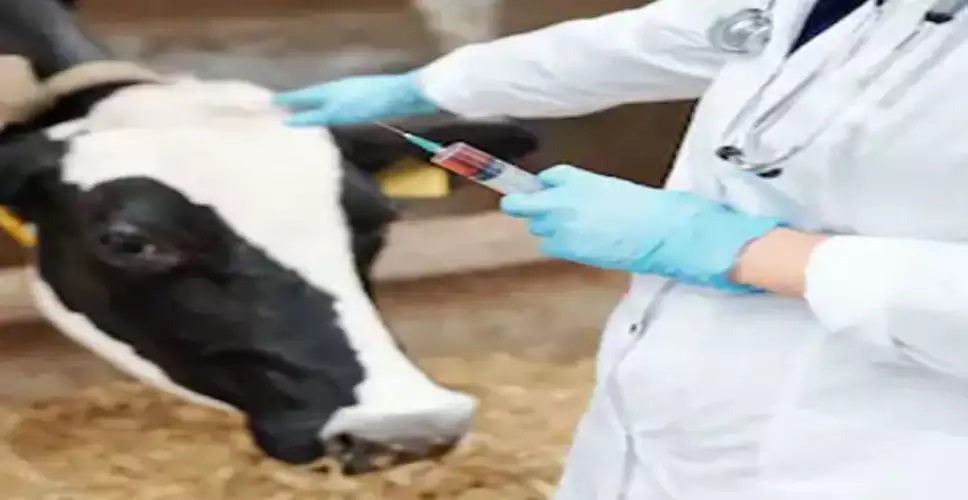 Rajasthan News: पशु चिकित्सा अधिकारी भर्ती-2019; 29 सितंबर से लिया जाएगा साक्षात्कार