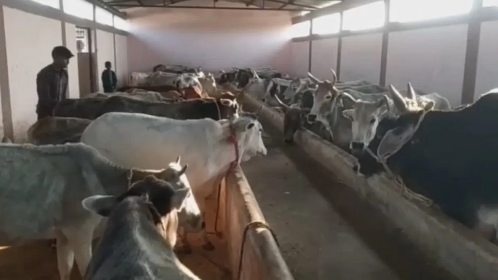 Rajasthan News: पशुपालकों के लिए अच्छी खबर, पशुओं के कृत्रिम गर्भाधान के लिए मिलेगा अनुदान