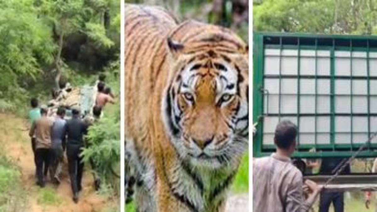 आदमखोर बाघ का रेस्क्यू: तीन लोगों को बना चुका था शिकार, दहशत में जी रहे ग्रामीणों ने ली राहत की सांसे   