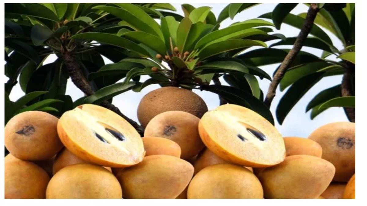 Dehydration की समस्या को दूर करता है Chikoo, लेकिन इन लोगों को नहीं खाना चाहिए चीकू …