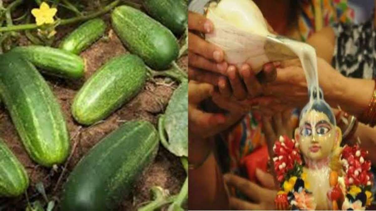 Krishna Janmashtami पर पूजन में जरूर रखें खीरा, नहीं तो अधूरी रह जाएगी पूजा, जानें कारण…