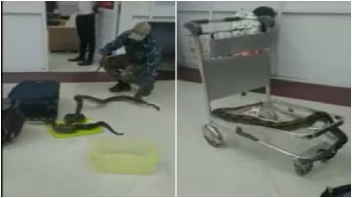 बैंकॉक से तस्करी कर लाए गए दुर्लभ अजगर के 12 बच्चे, हवाई अड्डे पर जब्त, देखिए वायरल वीडियो…