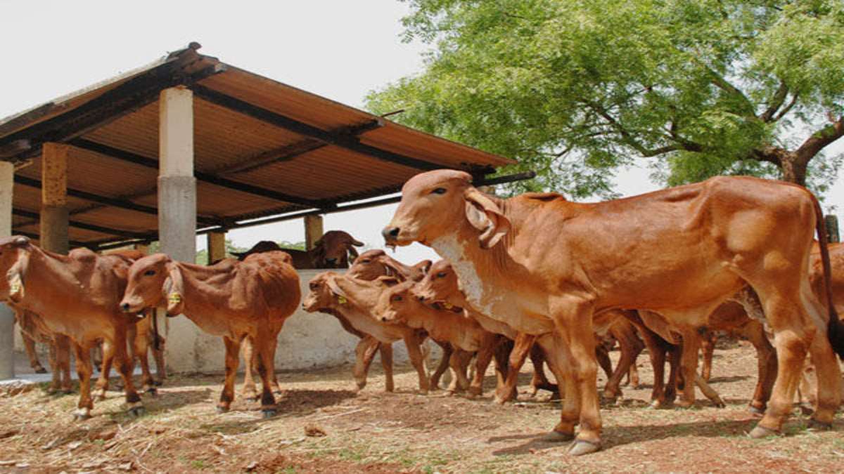 Nandini Krishak Samridhi Yojana : गौ-पालकों पर सरकार मेहरबान, डेयरी संचालकों को 50% Subsidy, जानिए कैसे लें लाभ, क्या हैं नियम ?
