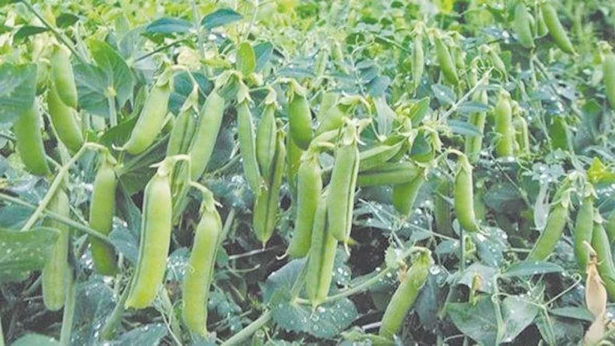 सितंबर के अंत में मटर की इन किस्म को लगाने से बंपर होगी पैदावार, रबी फसल से पहले हो जाएगी तैयार