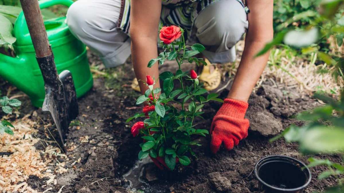 Gardening Tips : गुलाब के पौधे में नहीं आ रहे हैं फूल? तो जड़ों में मिला दें ये चीजें गुलाबों से भर जाएगा पौधा