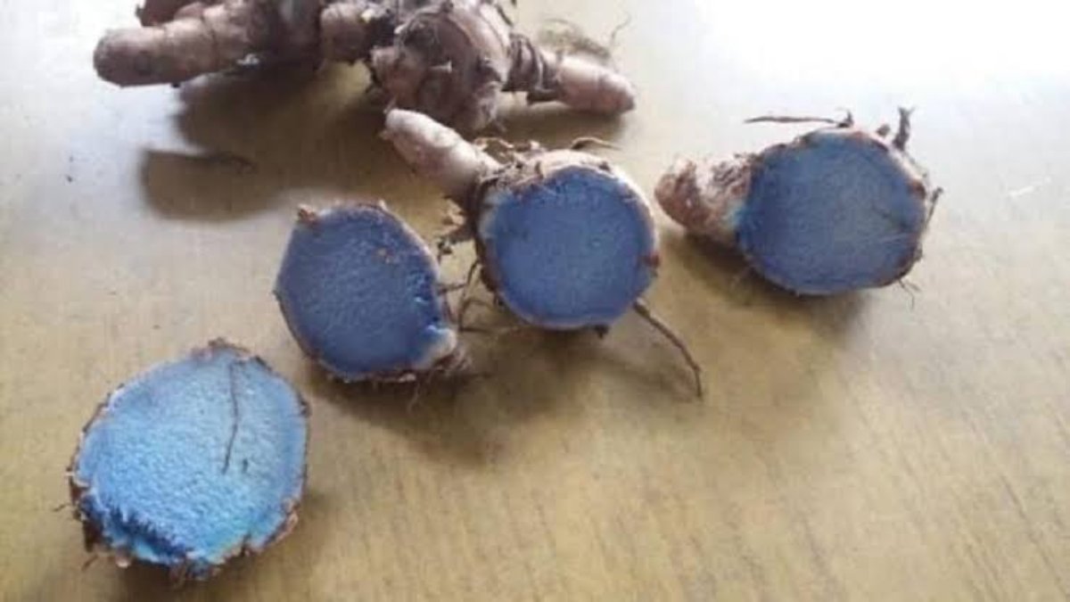 Black Turmeric: पीली के अलावा होती है काले रंग की हल्दी, इन बीमारियों के लिए रामबाण इलाज है काली हल्दी