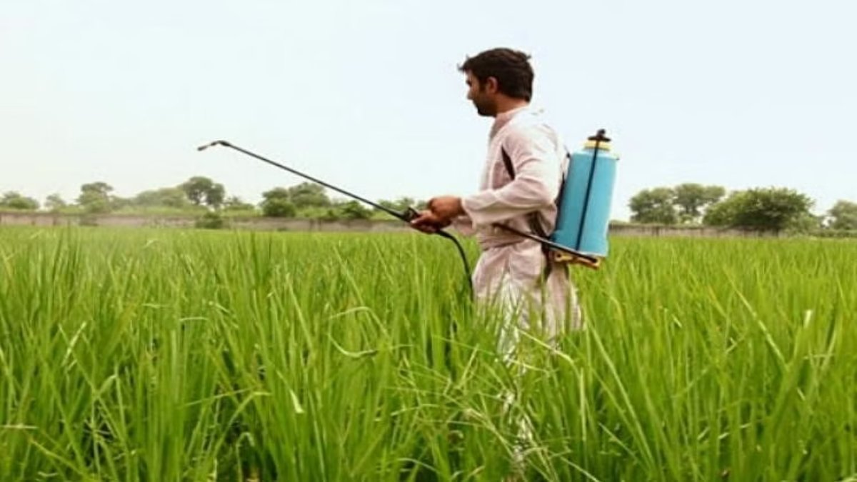 बासमती धान में इन 10 कीटनाशकों के छिड़काव पर लगा प्रतिबंध