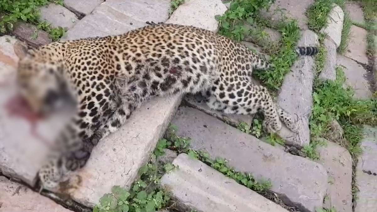 Raisen News: किले के गेट पर मिला तेंदुए का शव, जांच में जुटा वन विभाग