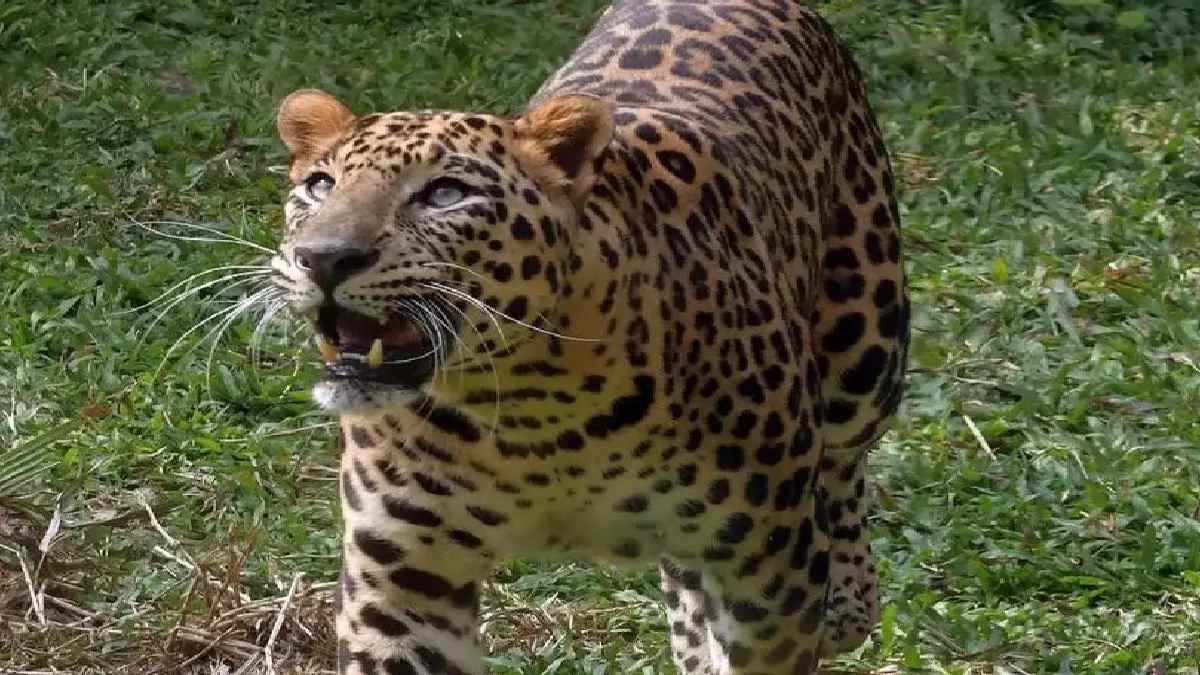 8 घंटे से कुएं में डूबा रहा तेंदुआ, वन विभाग की टीम ने सुरक्षित निकाला