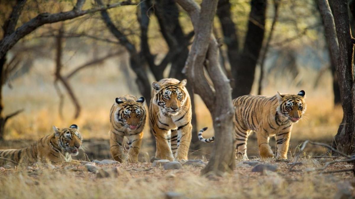 All-India Tiger Estimation पर राज्य सरकार को भरोसा नहीं, अब अपना खुद का बाघ सर्वेक्षण करेगा शासन