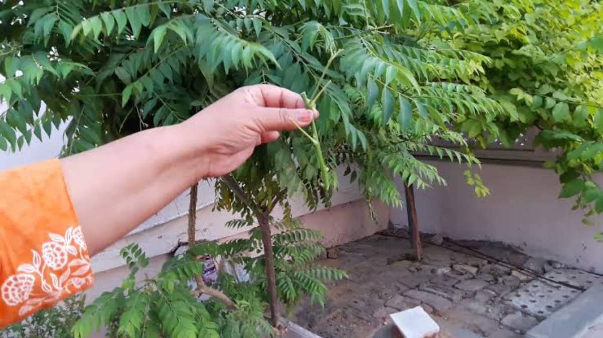आप भी घर में लगाना चाहती हैं करी पत्ते का पौधा, तो ये Hack आएंगे काम, डेढ़ महीने में हो जाएगी पौधे की अच्छी ग्रोथ …