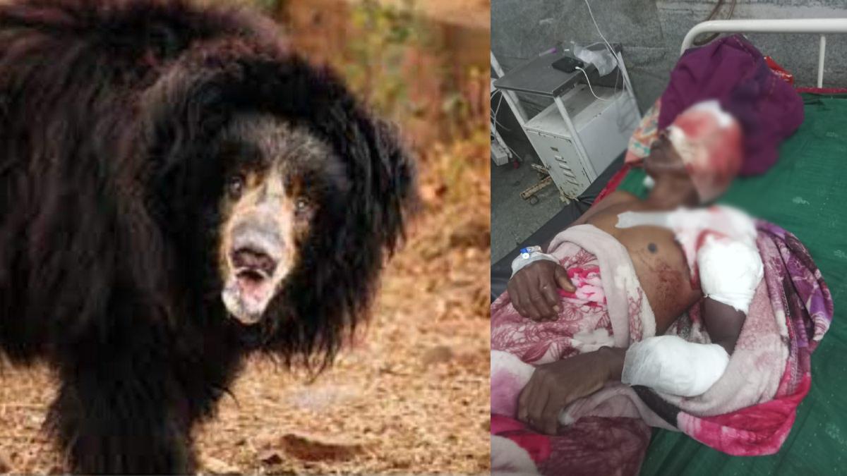 CG Bear Attack : खूंखार भालू ने ग्रामीण पर किया अटैक, खूनी संघर्ष कर बचाई अपनी जान, हमले में भालू ने बुरी तरह से नोचा