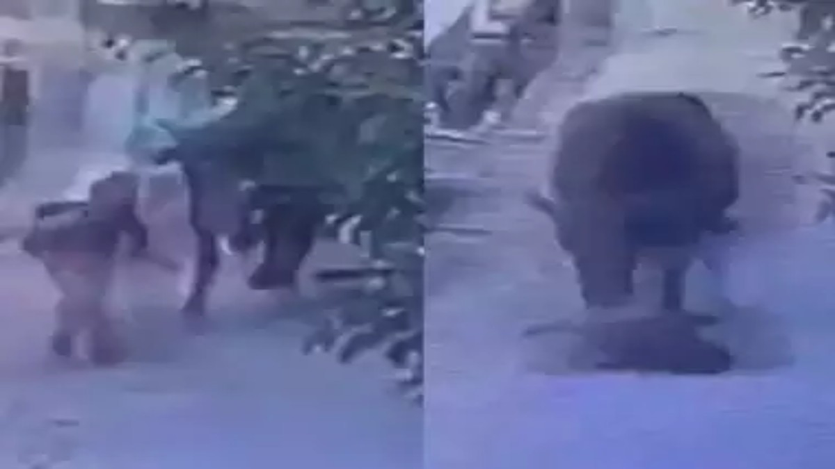 सांड ने पटका तो संकटमोचक बना स्ट्रीट डॉग, सडक पर आवारा गोवंश ने स्कूल जा रही मासूम को पटका