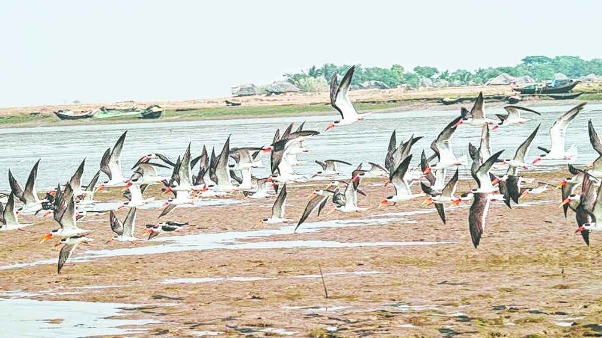 तो चलें ओडिशा! पर्यटकों के लिए पहली बार खुलेगा कालीभंजडिया द्वीप…