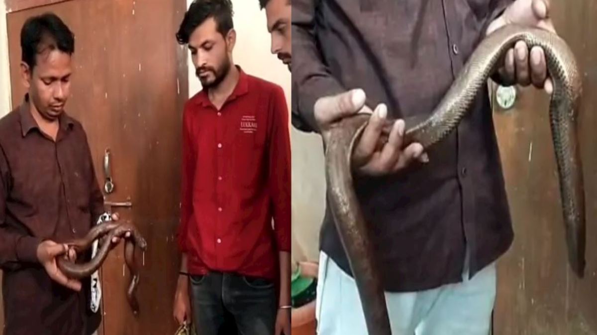 MP में दुलर्भ प्रजाति के सांप के साथ 6 गिरफ्तार: खरीदी-बिक्री की सूचना पर की कार्रवाई, सभी आरोपियों को भेजा जेल